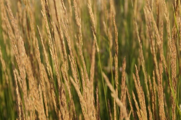 golden wheat field