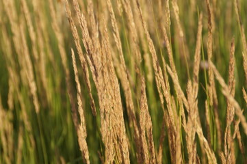 close up of wheat