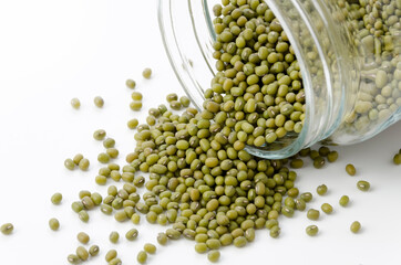 緑豆、八重生、文豆、ムング豆