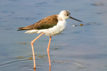 A young specimen of Black-winged stilt (Himantopus himantopus)  in the Nature Reserve of Marismas de Odiel, Huelva, Andalusia, Spain