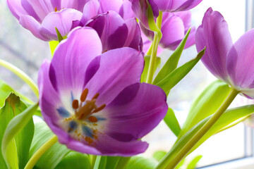Purple flowering tulips close-up on a sunny day.