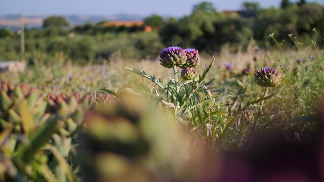 Purple blooming globe artichoke flowers and plants in a farmers field in Italy. Natural and healthy cooking ingredients for organic Mediterranean food. Vegetable found in the Italian countryside. 4K.