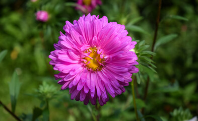 Obraz premium Pink China Aster closeup photo. Callistephus chinensis blooming in the garden