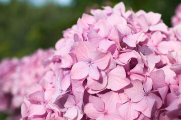 Close up of pink flowers of garden hydrangea in sunlight.