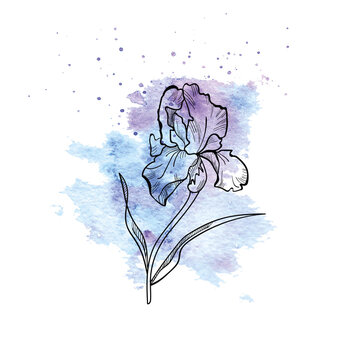 Single black iris with watercolor blue violet spot ,splash isolated on white. Illustration for card, print, tshirt, poster, wall art