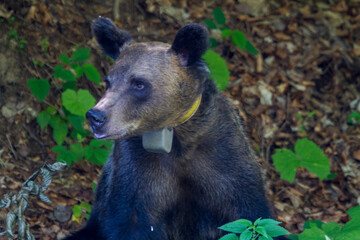 B&auml;r an der Stra&szlig;e