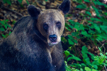 Fototapeta premium Bär an der Straße