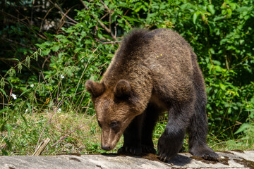 Bears on the Transfagarasan Highway in Romania