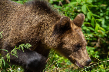 Young bear in Romania