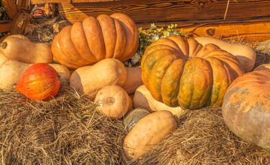Autumn harvest of a variety of pumpkins lies in the hay