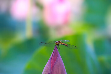 大賀ハスとトンボ