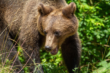 Young bears on a road in Romania