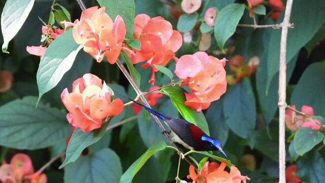Black-throated Sunbird, males sunbird in the nature.