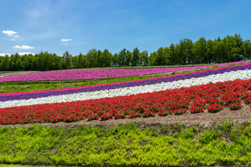 北海道　美瑛町の夏の風景
