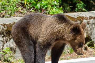 Bear on a road in Romania