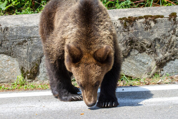 Wild bear on the street, in Romania