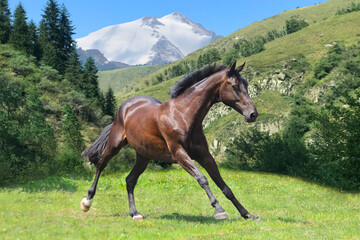 horse in the mountains, brown horse playing in a meadow in the mountains