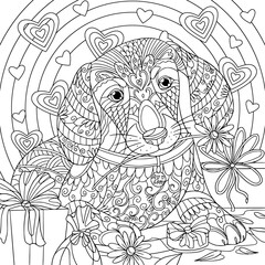 Doxie with flowers and gift box on lovely background. Coloring book page with doodle and zentangle elements for adult. Vector art.
