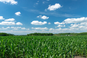 北海道　美瑛町の夏の風景