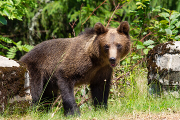 Fototapeta premium Bear on a road in Romania