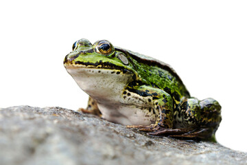Side view of a green frog sitting on a rock facing left and isolated on white background