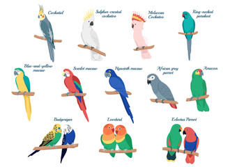 Tropical colorful parrot set. Cartoon birds isolated on white background. © Olha