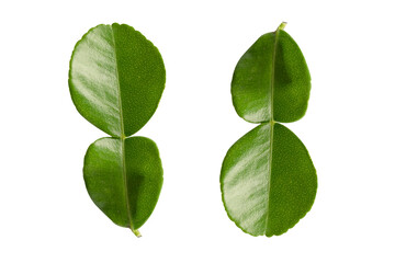 Fresh bergamot leaf  or kaffir lime isolate on white background with clipping path, vegetable herb for cooking and health.