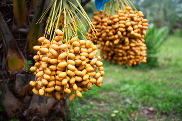 raw dates in growers mobile, yellow dates, fresh dates in the field