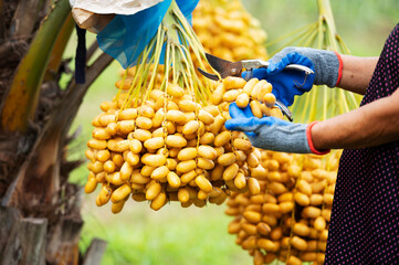 raw dates in growers mobile, yellow dates, fresh dates in the field © somchai20162516
