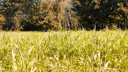 Banner autumn and summer grass in a meadow, background for websites design, natural textures