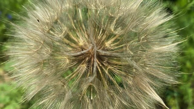 Close-up video of beauty dandelion flower on background blurred green grass.