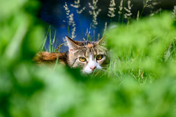 Eine Katze beobachtet den Betrachter durch Gras