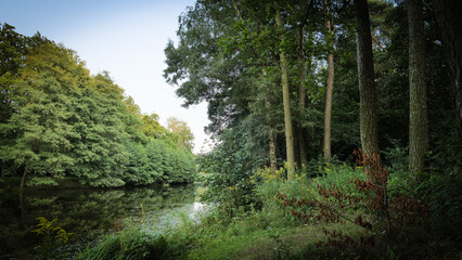 Fototapeta na wymiar pond next to the forest, dense green deciduous forest