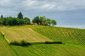 Vineyards in Oltrepo Pavese, italy, at springtime