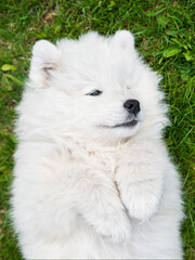 Obraz premium Samoyed puppy dog top view on the green grass