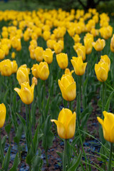 yellow tulips on a large flower bed in the park