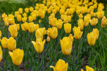 yellow tulips on a large flower bed in the park