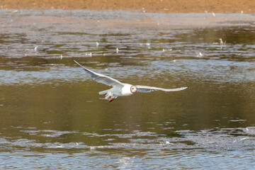 A black-headed gull (Chroicocephalus ridibundus) in flight in the Nature Reserve of Marismas de Odiel, Huelva, Andalusia, Spain
