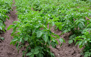 A field of green potato bushes. grown on your farm
