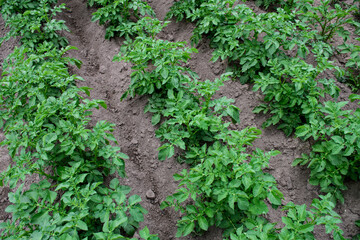 A field of green potato bushes. grown on your farm