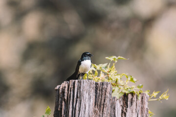 Willie Wagtail bird sitting on a post. 