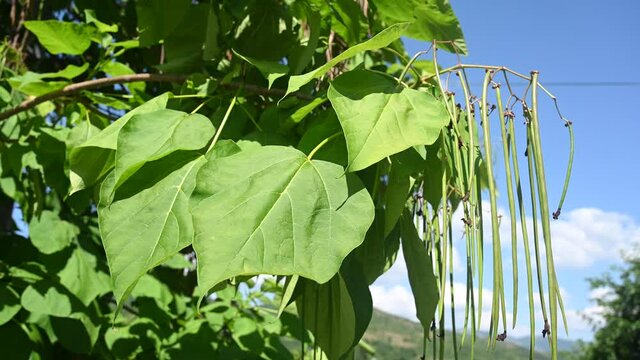 Indian bean tree in forest. Flowers, branches and leaves of tree in park. Leaves of Catalpa bignonioides in summer. Cigartree.