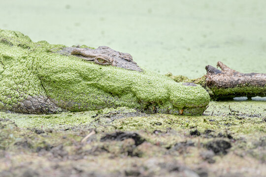 A crocodile,  Crocodylus niloticus, lies on the side of a waterhole covered in algae
