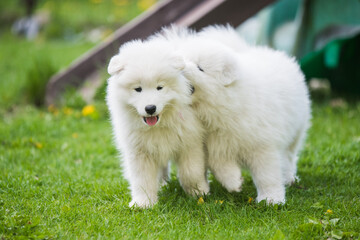 Funny fluffy white Samoyed puppies dogs are playing