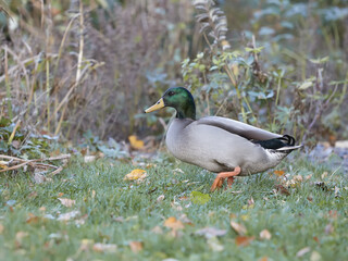 Portrait of a wild duck free range in the grass