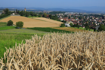 aussicht kirchberg vom höchfeld im sommer mit weizenfeld und wiesen