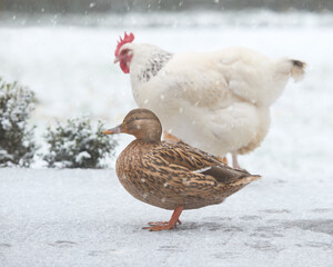 Wild mallard duck and white Sussex chicken in the snow