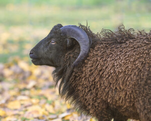 Obraz premium Black male ouessant sheep