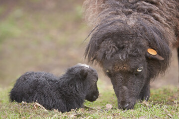 Black ouessant ewe with her newborn male lamb