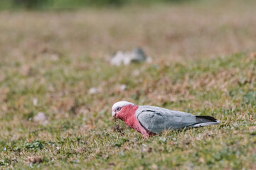 Australian Galah Bird, Kangaroo Valley NSW